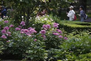 精品观赏芍药,精品观赏芍药的绝美绽放