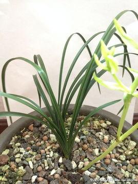 精品惠兰,品味高雅的兰花之美