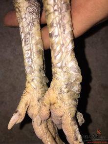 精品足,探寻精品足球的魅力与激情