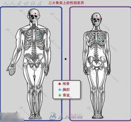 人体精品,揭秘健康与活力的秘密